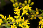 Wrinkleleaf goldenrod